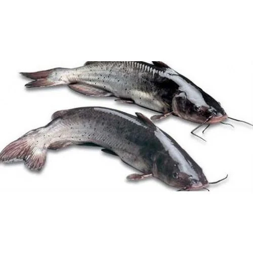 Fish Production